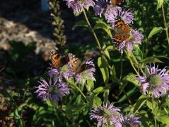 painted lady butterflies sitting on top of wild bergamot with a hidden cursive JTL, with a circle around it, logo