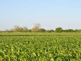 A field of newly sprouted corn with a tree line on the horizon and pale blue sky with a cursive JTL with a circle around it in the bottom right corner