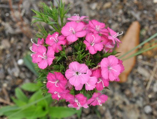 vibrant pink Dianthus barbatus up close with a hidden cursive JTL, with a circle around it, logo