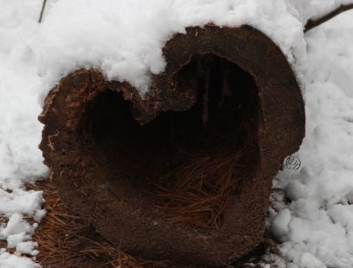 {{brizy_dc_image_alt entityId=