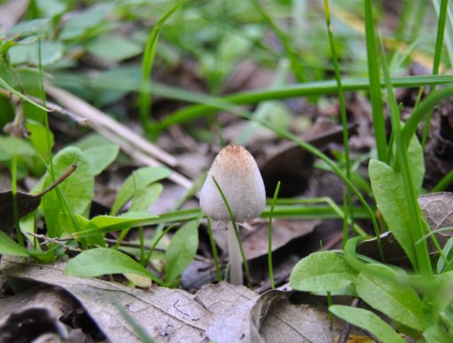 A fruiting body of a mushroom amongst fallen leaves, grass, and small leaved plants, with a hidden cursive JTL, with a circle around it, logo
