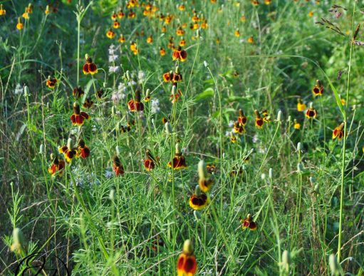 Mexican Hat wildflowers, beebalm, and other grasses in a field, and a cursive and connected JTL in a circle in the bottom left corner.