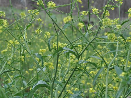 {{brizy_dc_image_alt entityId=