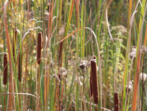 cat tails and reeds with a hidden cursive JTL, with a circle around it, logo