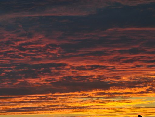a fiery sunset on the gulf coast with a sand dune and drift wood in the silhouette and a with a connected cursive encircled JTL in the lower right corner of the picture {{brizy_dc_image_alt entityId=