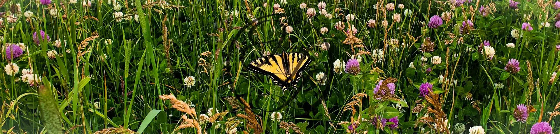 Yellow and black butterfly in field of clover flowers
