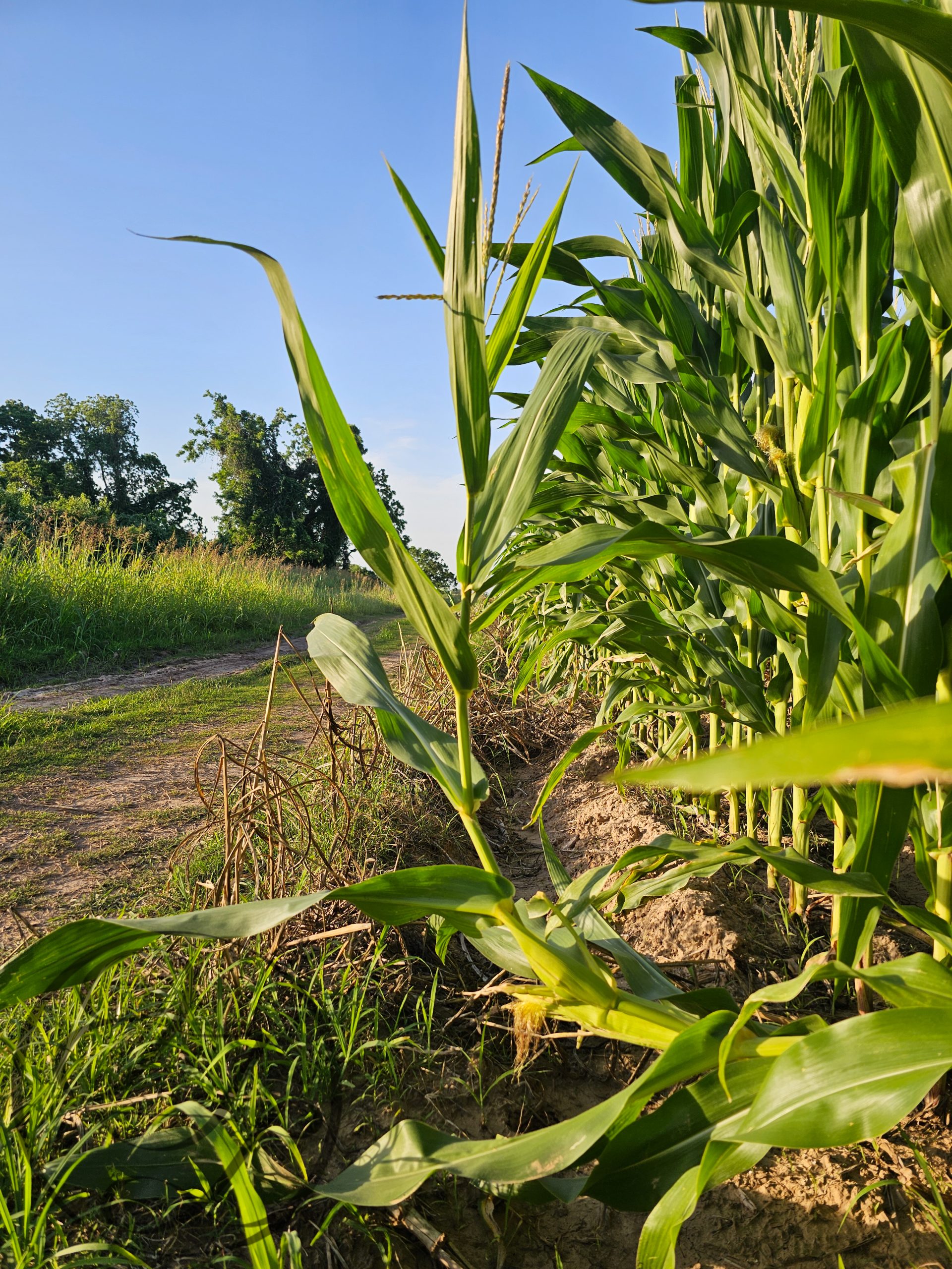 Corn stalk that is bending upwards to better absorb light. There a light JTL watermark in the lower left corner.