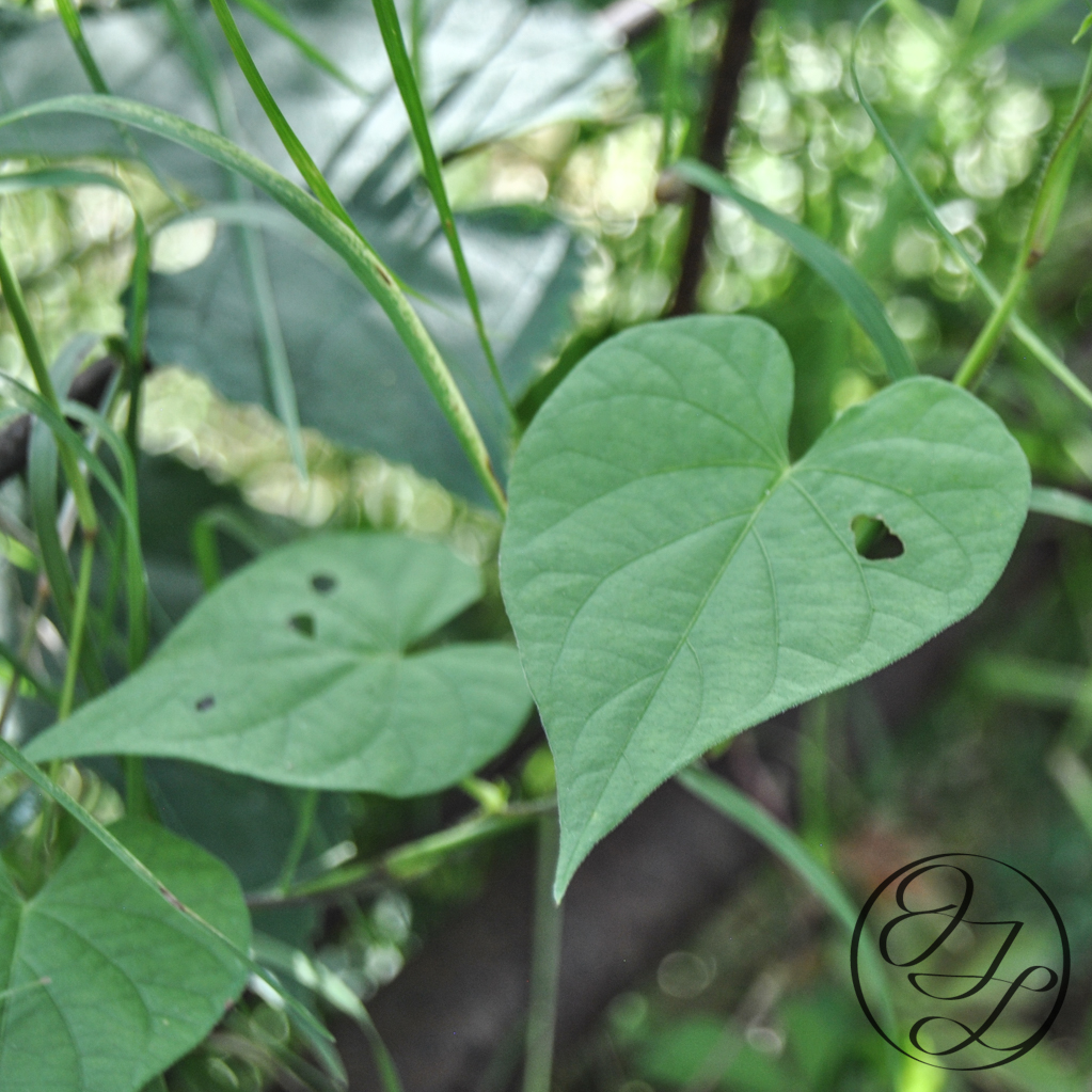 Heart shaped leaf with a small hole in the right side and another one in the background with holes in it along side grass and a brown pipe, there is a cursive JTL in the bottom right corner