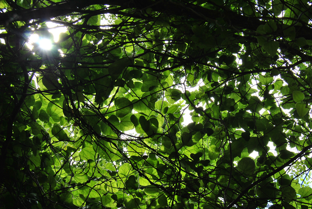 Vines and almost heart shaped leaves with sun peaking through the and illuminating the leaves. There is a cursive JTL with a circle around it hiding in a hole the sky peaks through in the bottom left