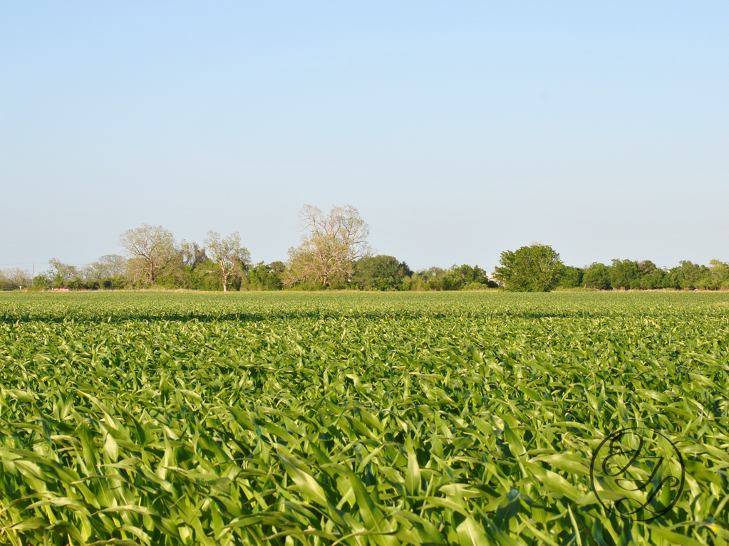 A field of newly sprouted corn with a tree line on the horizon and pale blue sky with a cursive JTL with a circle around it in the bottom right corner