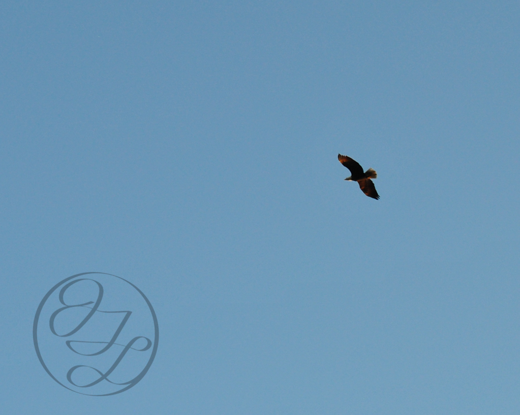 Bald eagle soaring through the clear blue sky and nearly translucent cursive JTL with circle logo in the bottom left corner