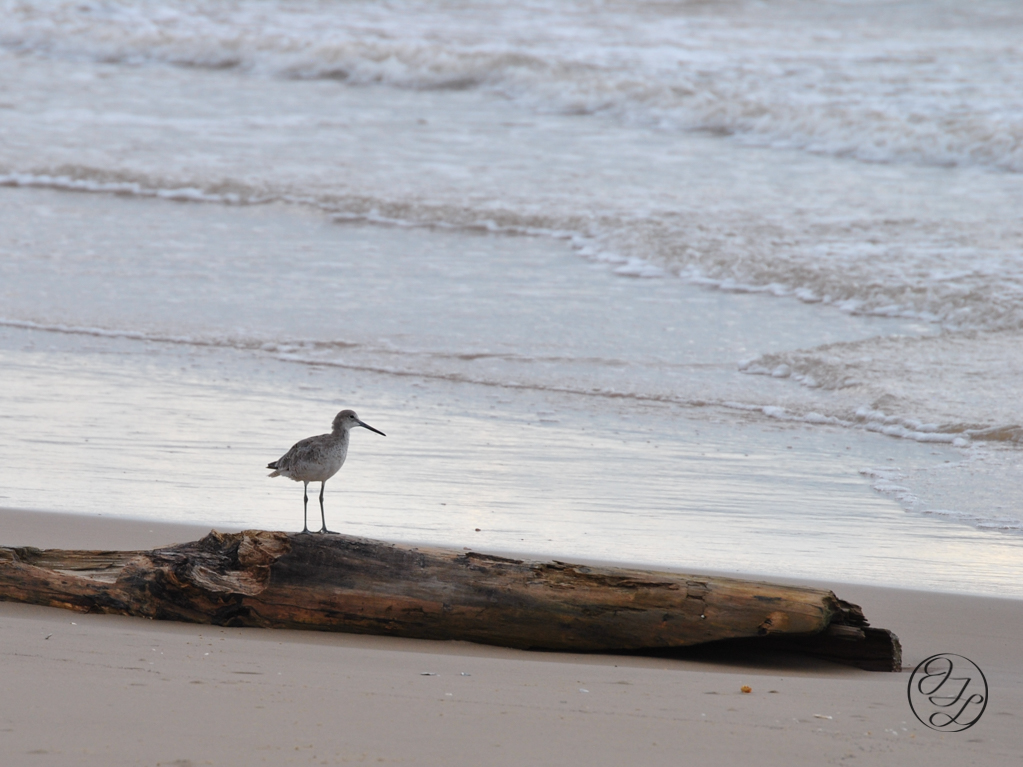 large plover on a washed up log on a beach with the retreating surf behind, and a cursive JTL connected with a circle around it logo in the bottom right corner.
