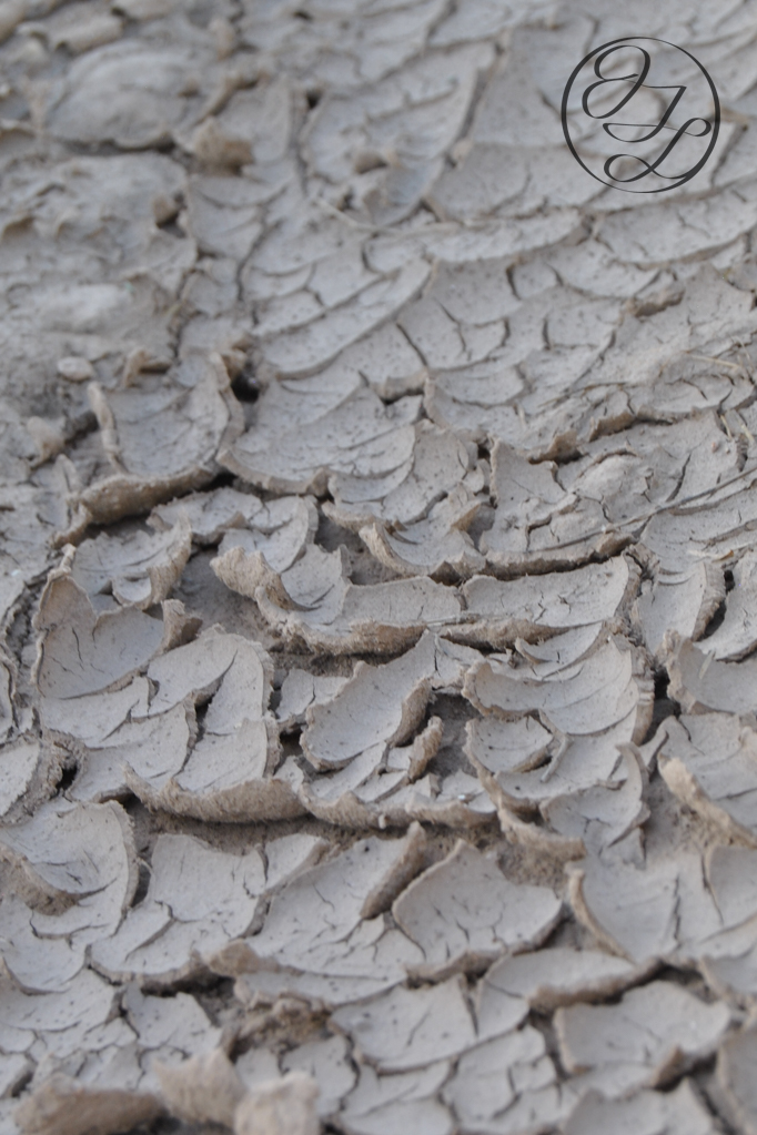 crack, dry, and, rolled up soil with a cursive connected and circled JTL logo in the top right corner