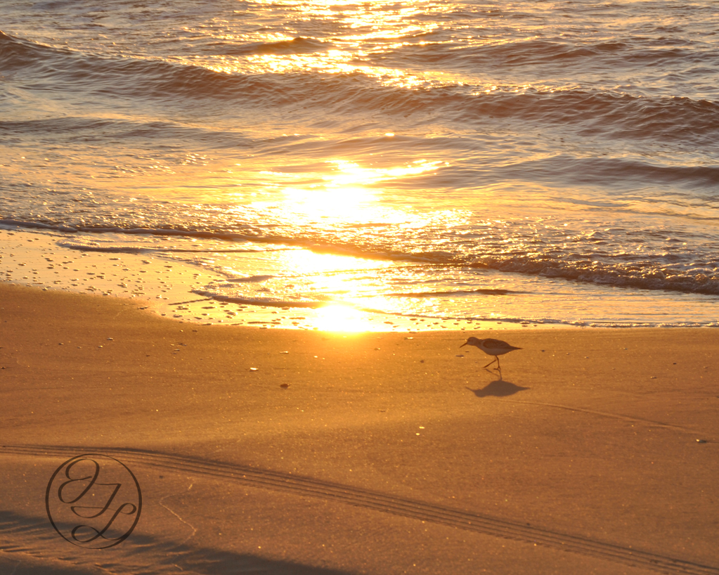 Sunrise reflected on the surf with a little plover looking to food in the golden lit sand with tire tracks in the bottom left corner and a cursive JTL inter connected in a circle logo