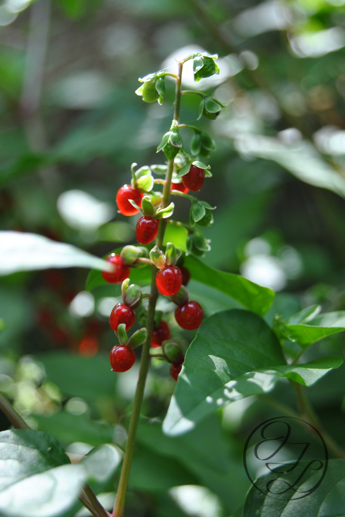 pigeonberry (Rivina humilis) up close with a cursive JTL connected in a circle in the bottom right corner