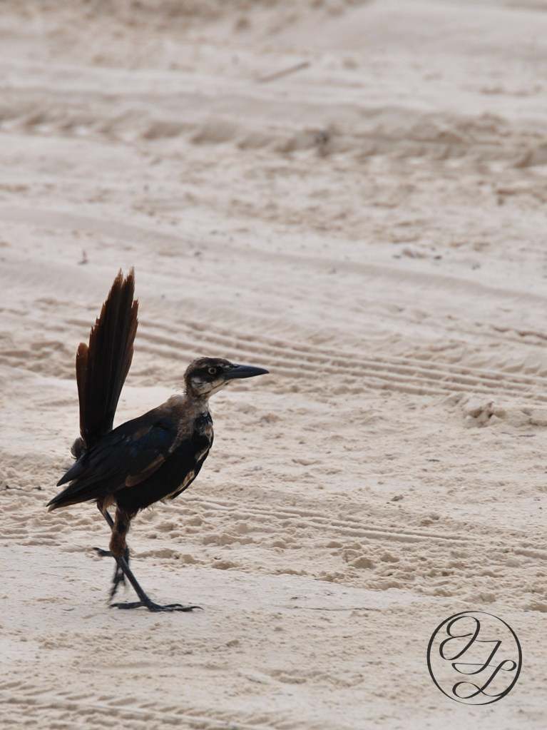 A juvenile male grackle, getting his adult feathers in, walking on the tire treaded white sand, and a connected cursive encircled JTL in the bottom right corner.