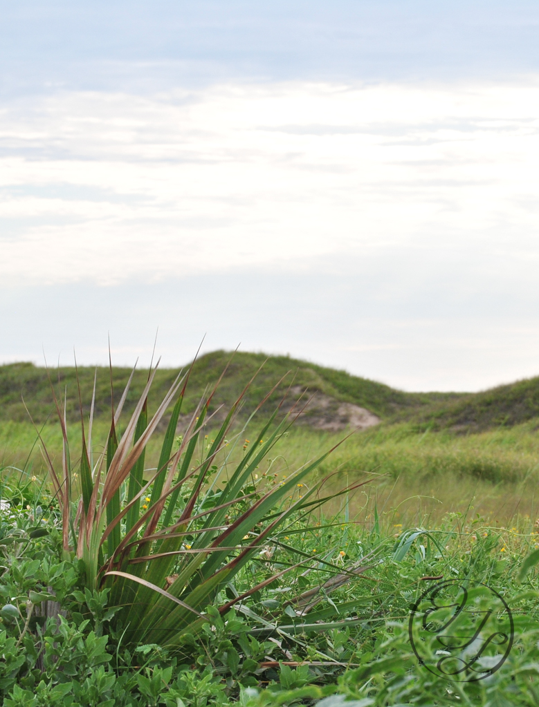 beach plants growing on a sand dune off the gulf of Mexico with a cursive encircled JTL on the bottom right corner