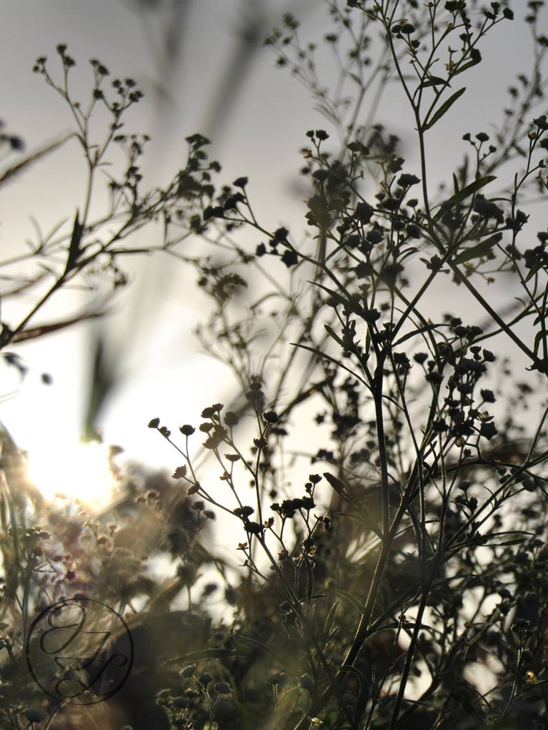 Santa Maria feverfew silhouette with a soft sunset behind, and a cursive connected JTL circled logo in the bottom left corner