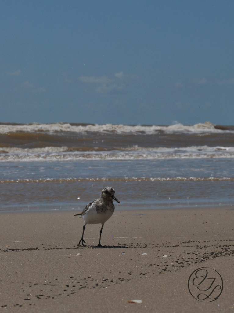 A small plover on the beach on a sunny day with the surf behind it rolling in, and a connected cursive encircled JTL in the bottom right corner.