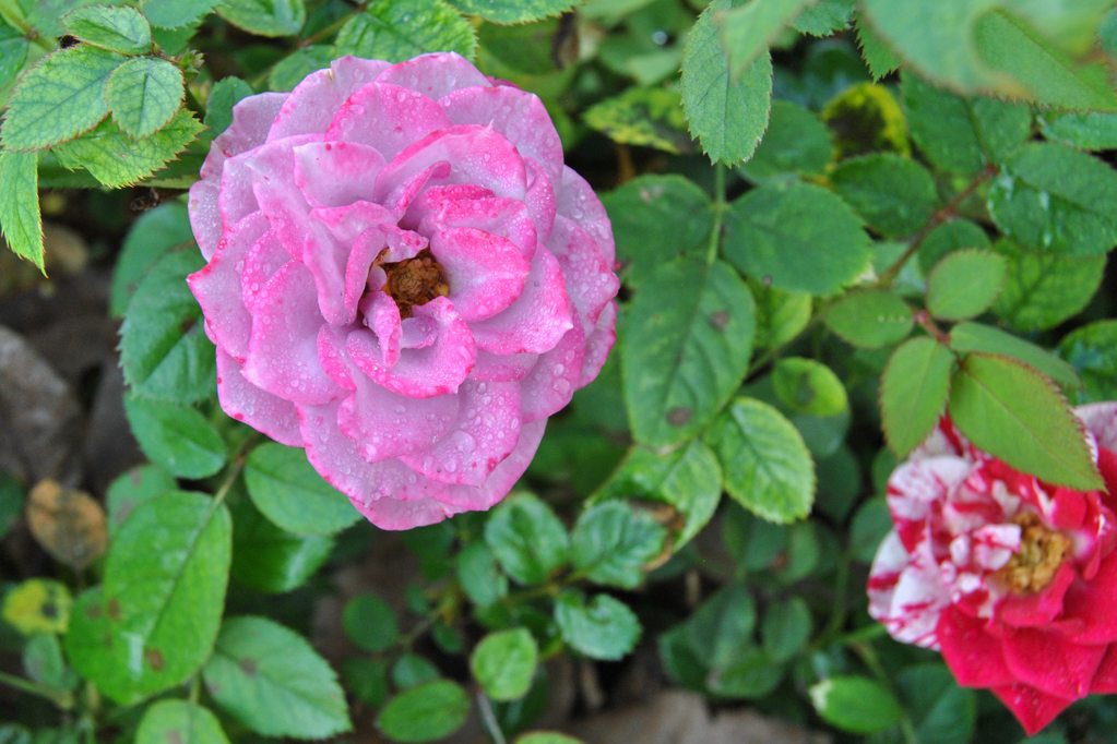 Lavender speckled mini rose in to left with red and white stripy rose in bottom right corner slightly blurred out