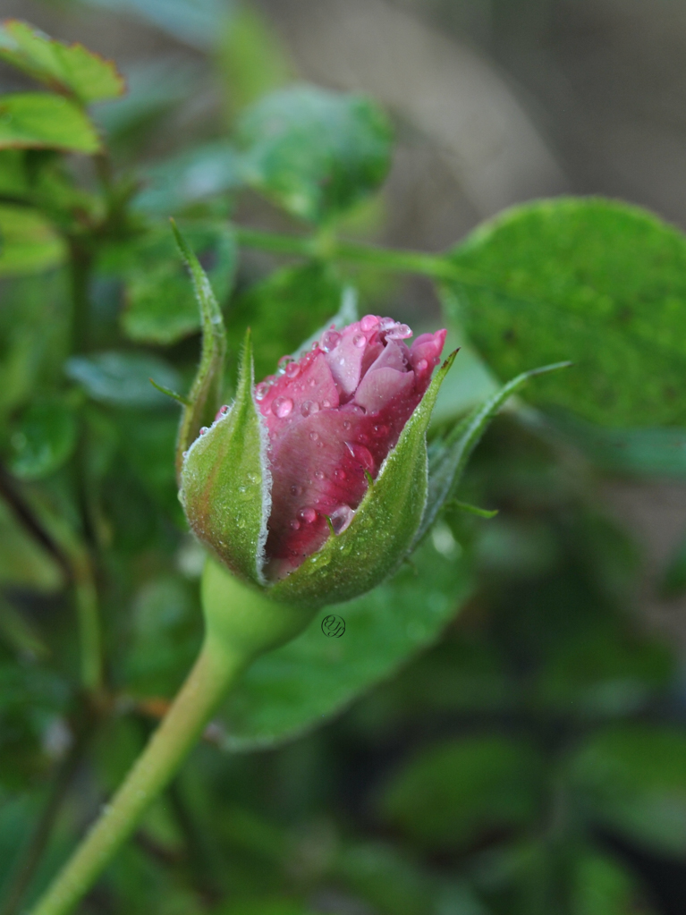 lavender rose bud about to bloom, and a connected cursive encircled JTL in the lower right corner of the rosehip