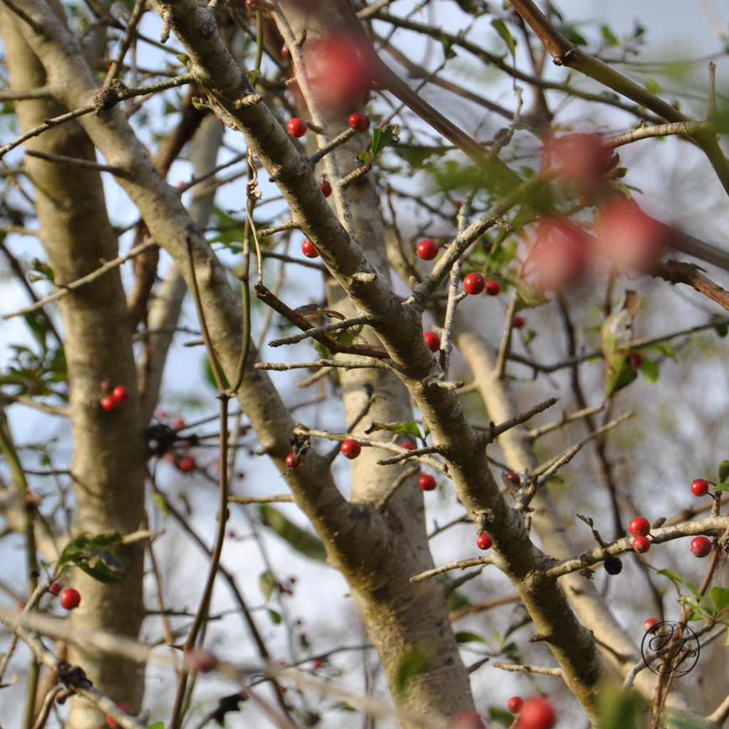 Red berries on a beige smooth barked tree, with green sprouting leaves throughout, and a connected cursive encircled JTL in the bottom right corner.