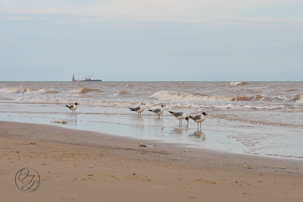 5 gulls on a beach and a shipping vessel in the distance on the left and a cursive and connected JTL in a circle in the bottom left corner.