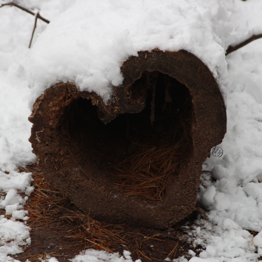 A snow covered log that is hollow and shaped like a heart, with a connected cursive encircled JTL in the lower right corner of the heart lobe