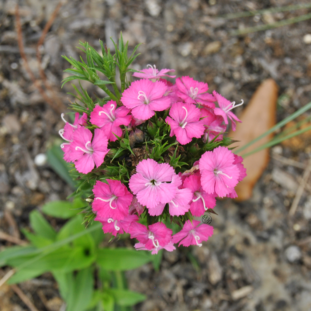 vibrant pink Dianthus barbatus up close with a hidden cursive JTL, with a circle around it, logo