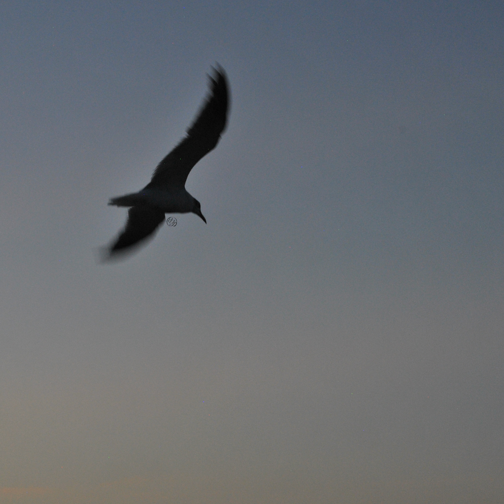 laughing gull in flight silhouette and a hidden cursive JTL, with a circle around it, logo