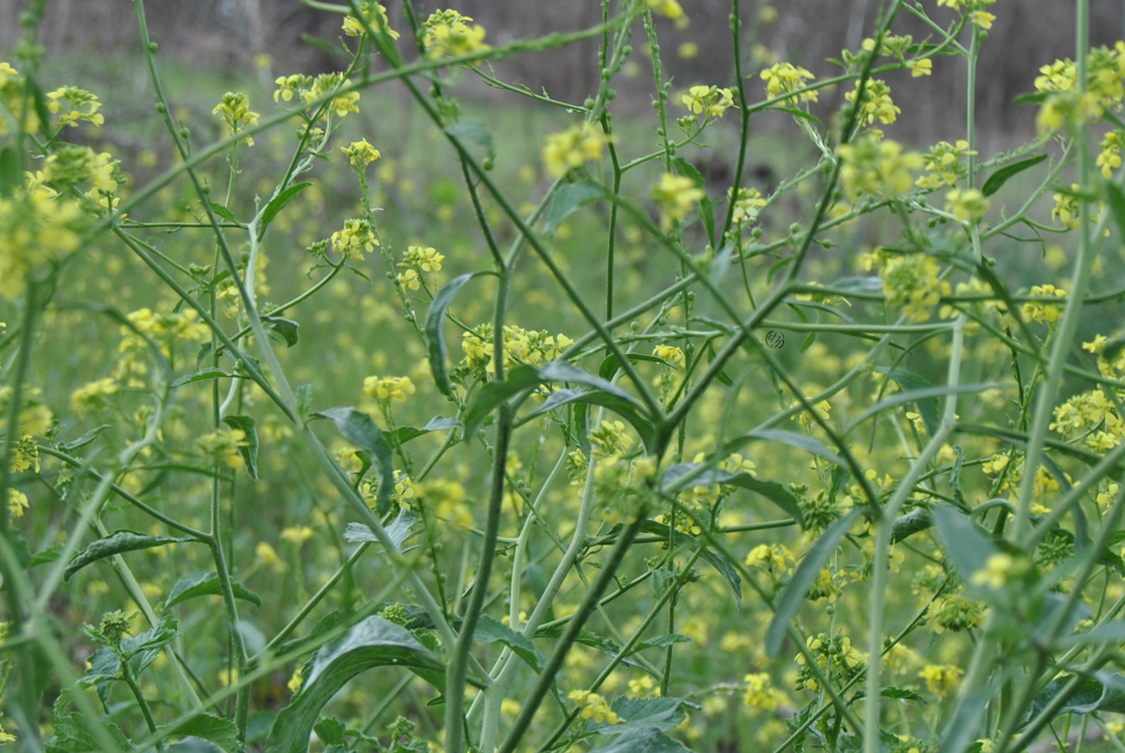 yellow flowering mustard greens with a hidden cursive JTL, with a circle around it, logo