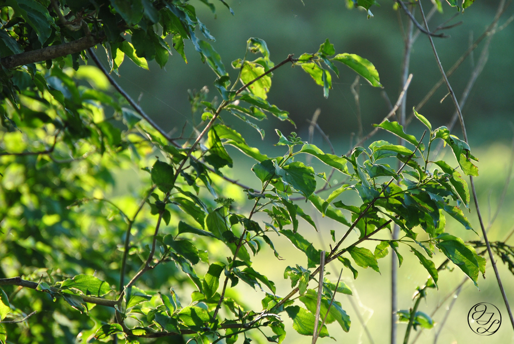 leaves of a sapling and a cursive JTL connected with a circle around it logo in the bottom right corner.