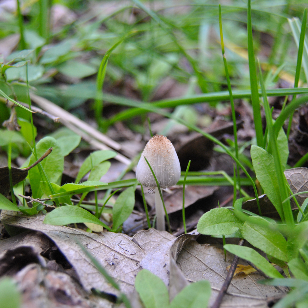 A fruiting body of a mushroom amongst fallen leaves, grass, and small leaved plants, with a hidden cursive JTL, with a circle around it, logo
