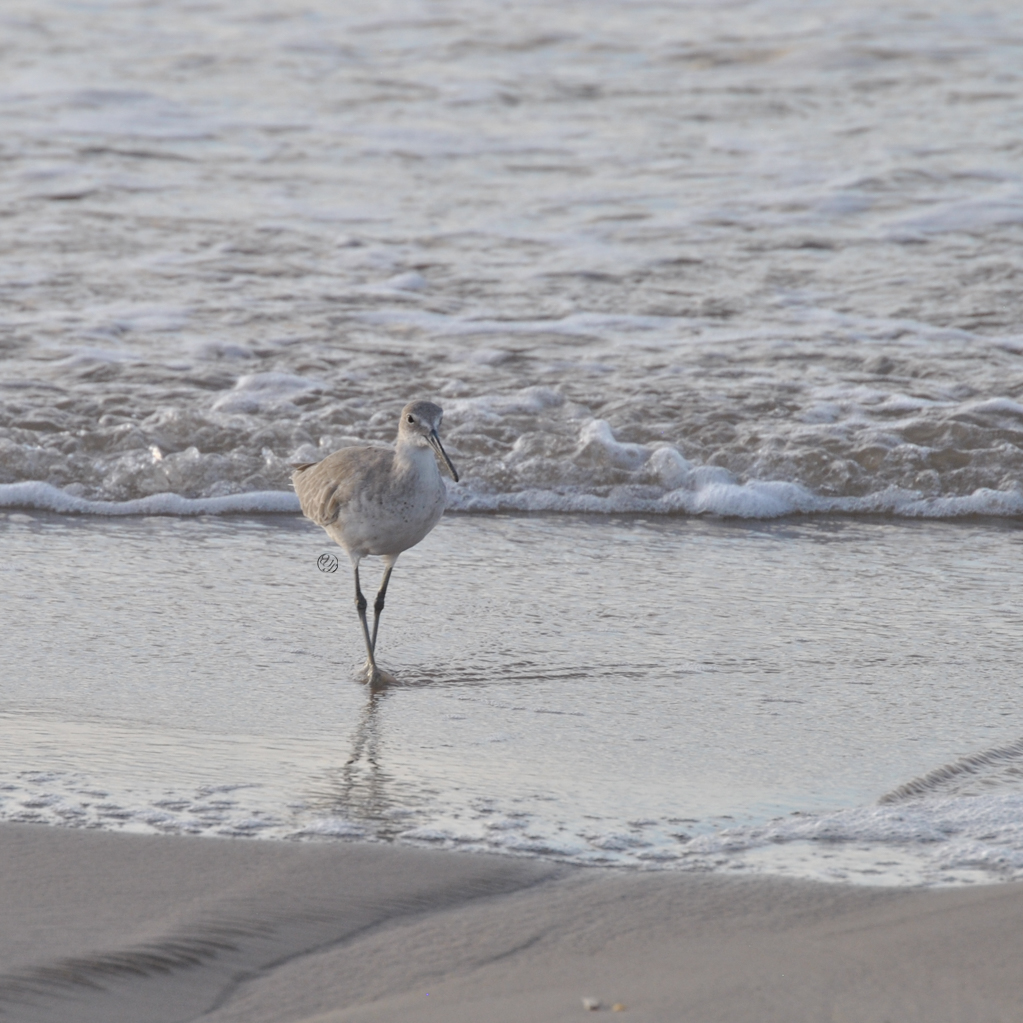 Large plover in the surf of a pale beach, with soft lighting, and hidden cursive JTL, with a circle around it, logo