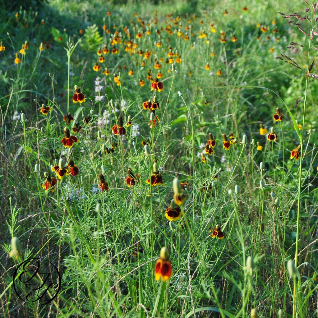 Mexican Hat wildflowers, beebalm, and other grasses in a field, and a cursive and connected JTL in a circle in the bottom left corner.