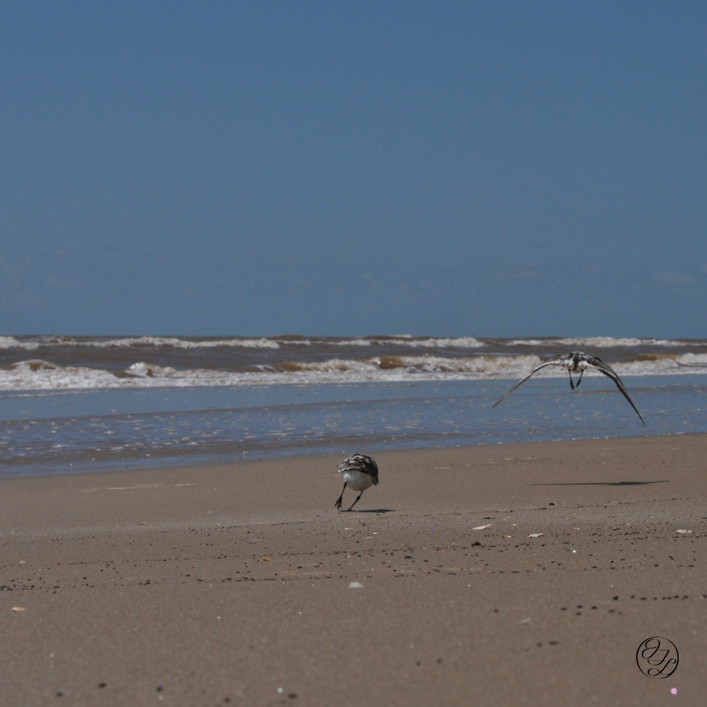 a plover chasing off another plover from it's territory on the beach with the surf in the back ground and a connected cursive encircled JTL in the bottom right corner.