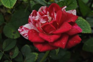 Read more about the article Vibrational Literacy: Decoding the Divine Dialogue