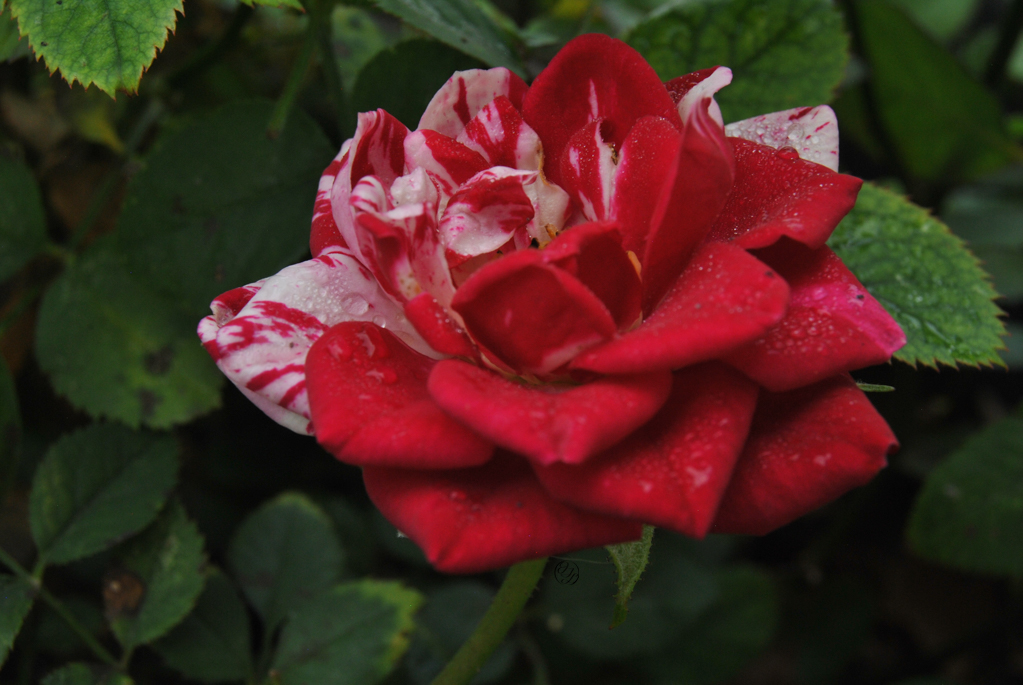 red rose with white streaks on the back half and with a hidden cursive JTL, with a circle around it, logo