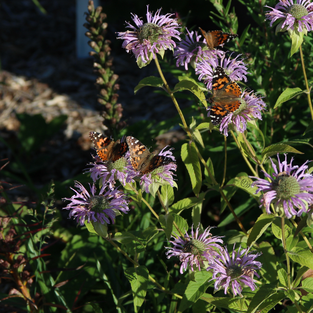 painted lady butterflies sitting on top of wild bergamot with a hidden cursive JTL, with a circle around it, logo