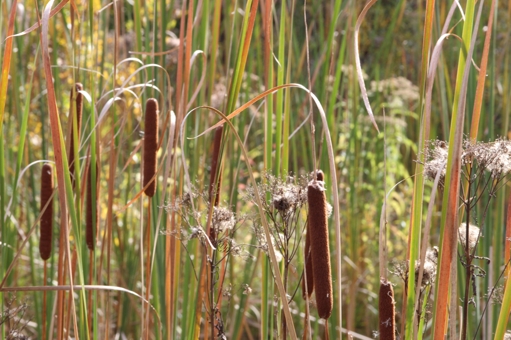 cat tails and reeds with a hidden cursive JTL, with a circle around it, logo