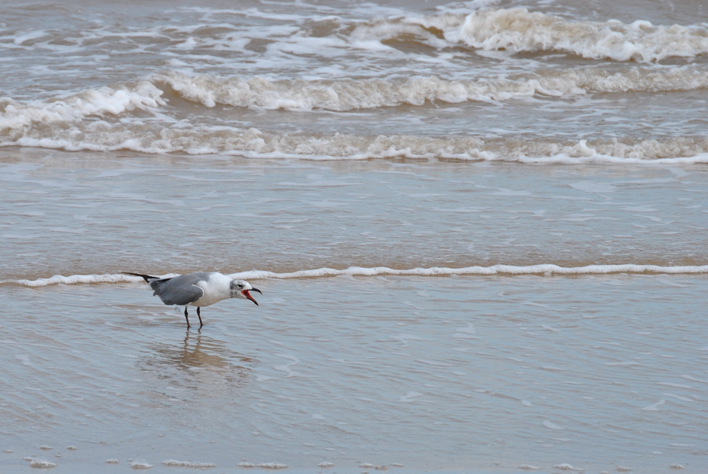 A laughing gull mid call standing in the surf, with a hidden cursive JTL, with a circle around it, logo