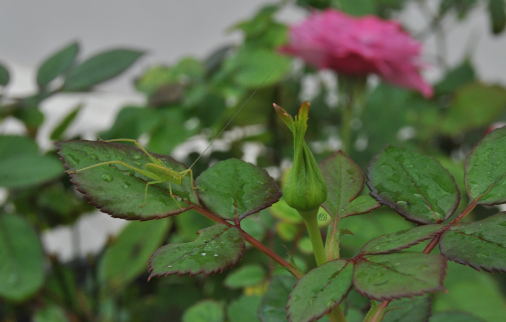a green cricket like bug on mini rose foliage beside a small bud and pink bloom in the back out of focus and a hidden cursive JTL, with a circle around it, logo