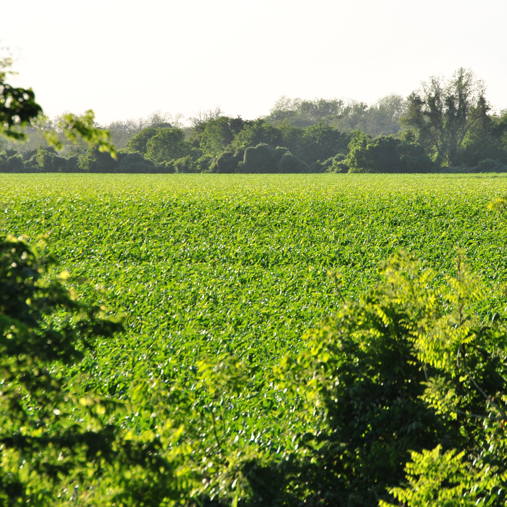 A corn field framed by trees and a smoggy sky, with a hidden cursive JTL, with a circle around it, logo
