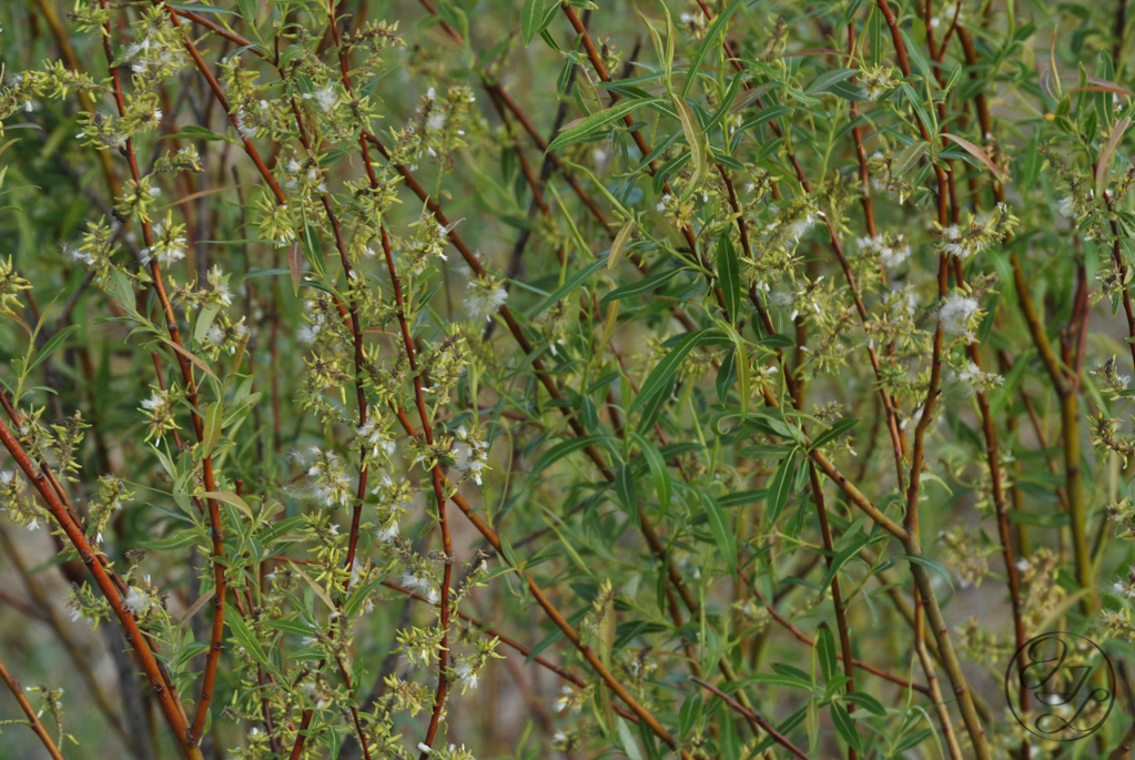 Willows blooming in a golden sun set with a cursive JTL with a circle around it in the bottom right corner