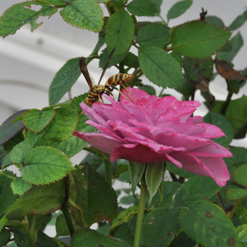 A yellow and red wasp on a mini pink rose, with a hidden cursive JTL, with a circle around it, logo
