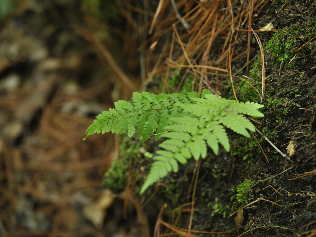 A fern growing out of a mossy hill accented with fallen with pine needles and a hidden cursive JTL with circle logo