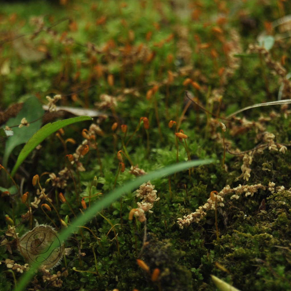 carpet moss with old flowers and grass peaking through with nearly translucent cursive JTL with circle logo in the bottom left corner