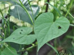 Heart shaped leaf with a small hole in the right side and another one in the background with holes in it along side grass and a brown pipe, there is a cursive JTL in the bottom right corner