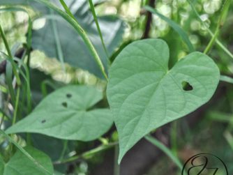 Heart shaped leaf with a small hole in the right side and another one in the background with holes in it along side grass and a brown pipe, there is a cursive JTL in the bottom right corner