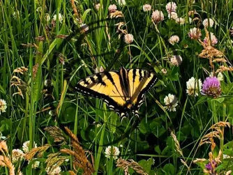 Yellow and black butterfly in field of clover flowers